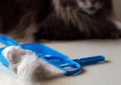 cara mengatasi bulu kucing rontok