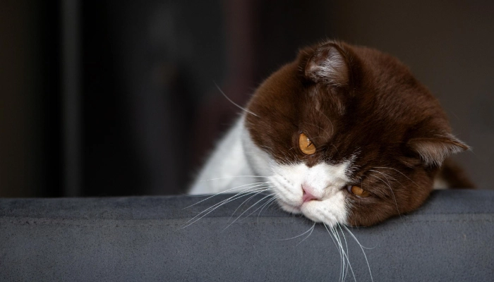 cara mengatasi bulu kucing rontok