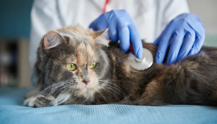 cara mengatasi bulu kucing rontok