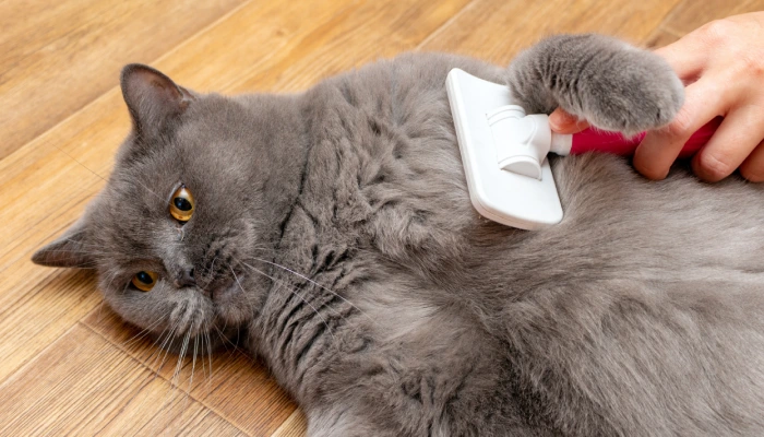 cara mengatasi bulu kucing rontok